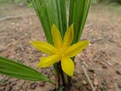 Image result for Curculigo pilosa