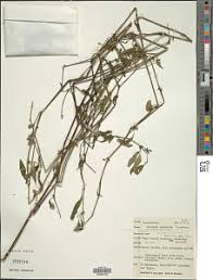 Image result for Justicia heterocarpa