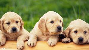 If you are looking for a lovable family dog, retrievers are from one of them. Breed Comparison Labrador Vs Golden Retriever Uk Pets