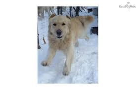 Puppies For Sale From Cynazar Golden Retrievers New Jersey Member Since December 2006