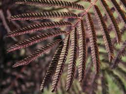 Albizia julibrissin 'summer chocolate' pp #13,822. Seidenbaum Schlafbaum Seidenakazie Summer Chocolate Albizia Julibrissin Summer Chocolate Baumschule Horstmann