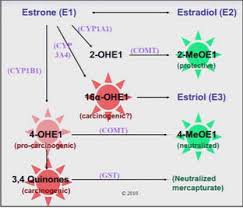 return to chc home page return to diagnostic studies estrogen