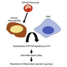 sphk2 generated s1p in cd11b macrophages blocks sting to suppress the inflammatory function of alveolar macrophages sciencedirect