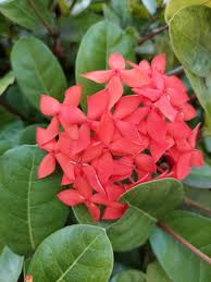 Image result for Ixora burundiensis