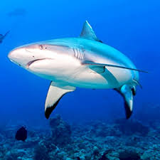 Circle Shark Png 640 640 Sea Life Creatures Shark Facts Shark Facts For Kids