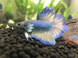 What kind of shrimp species can go with betta will give you some options. My Betta And Red Cherry Shrimp Get Along Well For The Most Part Aquariums