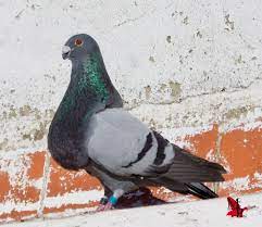 buchon jiennense pigeon loft racing pigeon lofts pigeon loft design