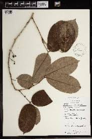 Image result for Anthonotha