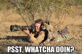 Funny Leopard Leopard Picture Funny Animal Photos Funny Pictures Cute Animals