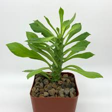 Image result for Monadenium hirsutum