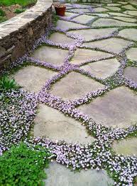 How To Plant Groundcovers Around Pavers - This Dear Casa