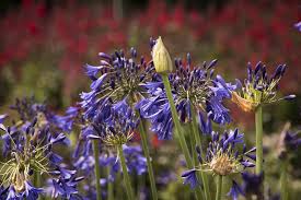 Image result for Agapanthus campanulatus