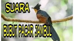 We did not find results for: Panggilan Pikat Bubut Pacar Jambul Mp3 Storymusik