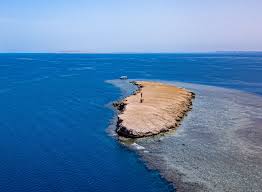 Image result for Blue Royal 1983 UMM