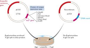 Two proteins, one of 31 kda and one of 16 kda, are encoded by a segment of the phage lambda tail gene region that contains two overlapping reading frames, neither of which is long enough to encode the larger protein. Vettori Batteriofagi Cliccascienze