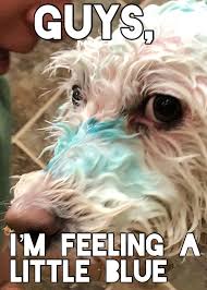 Made My First Ever Meme That S My Cute Dog In The Picture Cute Dogs Memes Laugh Out Loud