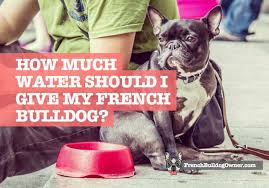 As a rule of thumb, dogs should drink approximately one ounce of water per pound of body weight each day. How Much Water Should I Give My French Bulldog Puppies Adults