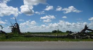 Image result for Entandrophragma delevoyi