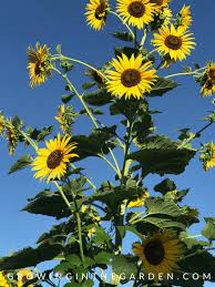 How To Grow Sunflowers Growing In The Garden Growing Sunflowers Planting Sunflowers Wild Sunflower