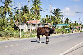 Berbice Guyana Guyana British Guiana Cool Places To Visit