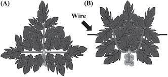 We all know to leave about 4 fruit trusses on a tomato plant and to prune out suckers and side shoots. Schematic Illustration Of Training Of Leaves Above The Fruit Trusses To Download Scientific Diagram