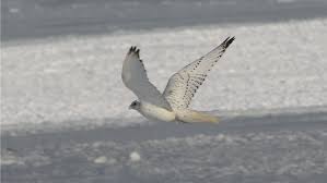 Gyrfalcons Need Lunch Too | Explore
