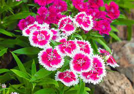 Complete Guide To Dianthus How To Grow Care For Dianthus Flowers