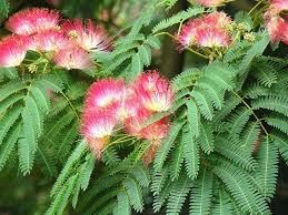 There are two types of pruning: Silk Tree Albizia Julibrissin Bonsai Seeds The Bonsai Tool Supply Company Of Canada