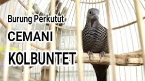 Di mana, dibandingkan dengan jenis burung perkutut lainnya, kepala burung perkutut dengan suara bagus cenderung lebih besar. Ciri Mathi Perkutut Cemani Kul Buntet Penolak Bala Dan Santet Ivesort Com