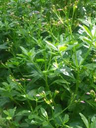 Image result for Talinum portulacifolium