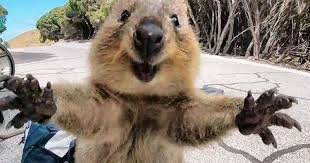 15 Animals Filled With Happiness To Brighten Your Day Animal Hugs Quokka Quokka Animal