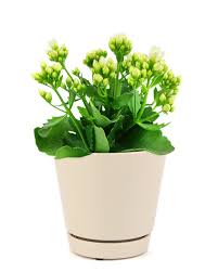 Image result for Kalanchoe calandiva