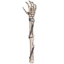 Image Title Skeleton Arm Skeleton Arms