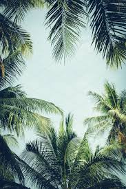 See more ideas about tropical background, background, summer wallpaper. Tropical Vibes Background Tropical Vibes Tropical Background Background