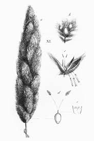 Image result for Eriochrysis pallida