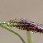 Image result for Acrachne