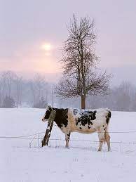 Cow Snow Cow Country Life Animals Beautiful