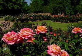 Am umplut cu apa in care am pus lenor pentru rufe, cu mirosuri de diferite flori. Gradina De Trandafiri