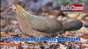 Suara Master Pikat Ayam Hutan Betina Female Wild Chicken Sound Caller Youtube
