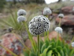 Image result for Eriocaulaceae