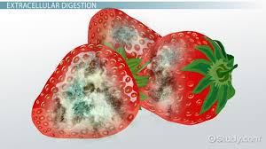 Plant cell organelle responsible for intracellular digestion. Which Organelle Of The Cell Structure Is Responsible For Intracellular Digestion What Is The Chemical Content Of Those Organelles Study Com