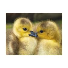 Black And Yellow Duckling Breed Pin On Duck Breeds