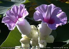 Image result for Argyreia nervosa