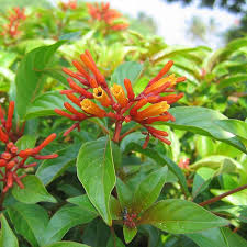 Image result for Hamelia