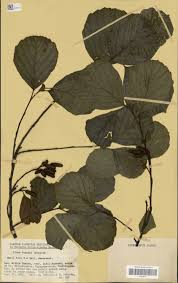 Image result for Hypoxis angustifolia