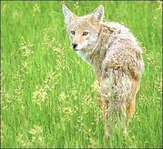 Copyright C Justin W Moore See More Photos At Outdoorphoto Com Also Known As The Prairie Wolf The Coyote Is Texas Most Freq Coyote Animal Coyote Animals