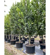 Image result for Calophyllum inophyllum
