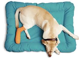 Veterinarians in fort wayne, in. Nordhoff Veterinary Hospital Advanced Veterinary Care With Honesty And Kindness