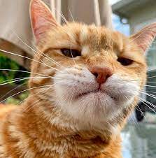 Oyen Barbar Like Tap 2x Follow Jg Meme Binatang Humor Hewan Binatang