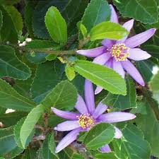 Image result for Grewia